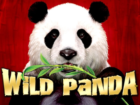 Wild Panda